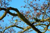 Eurasian blue tit