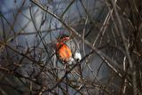 Eurasian bullfinch