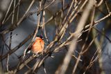 Eurasian bullfinch