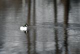 Common goldeneye
