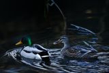 Mallard