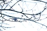 Long tailed tit