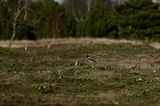 Hooded crow
