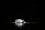_project_thebirdyear2025_januaryspecial_ (11)
