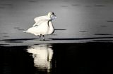 _project_thebirdyear2025_januaryspecial_ (2)