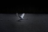 _project_thebirdyear2025_januaryspecial_ (4)