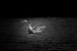 _project_thebirdyear2025_januaryspecial_ (6)