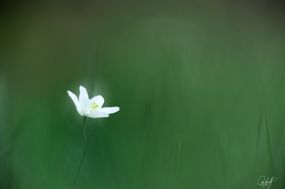 gall_intheforest_01