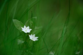 gall_intheforest_04