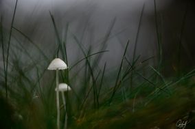 gall_intheforest_08