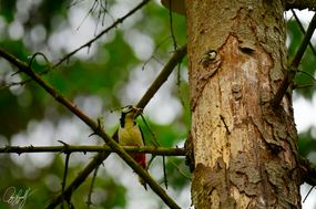 gall_intheforest_09