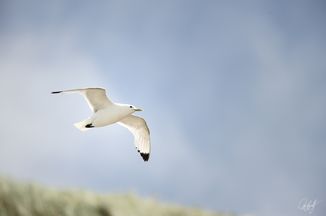 gall_seasand_04
