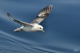 gall_seasand_07