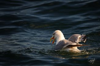 gall_seasand_08