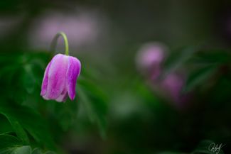 gall_tinythings_01