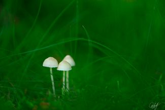 gall_tinythings_02
