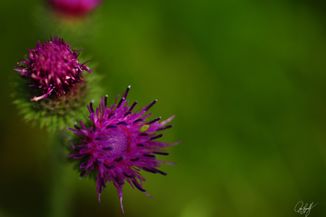 gall_tinythings_03