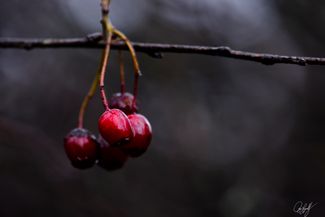 gall_tinythings_07
