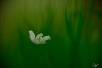 gall_tinythings_08
