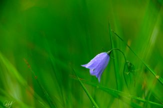 gall_tinythings_09