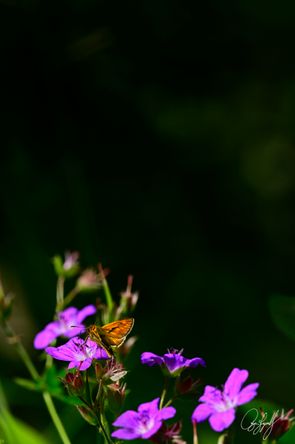 gall_vertical_01