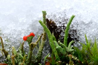 gall_winterbeauty_03