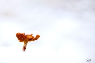 gall_winterbeauty_04