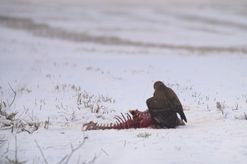 project_sect9_winterintheforest2024_mainpict_006_01