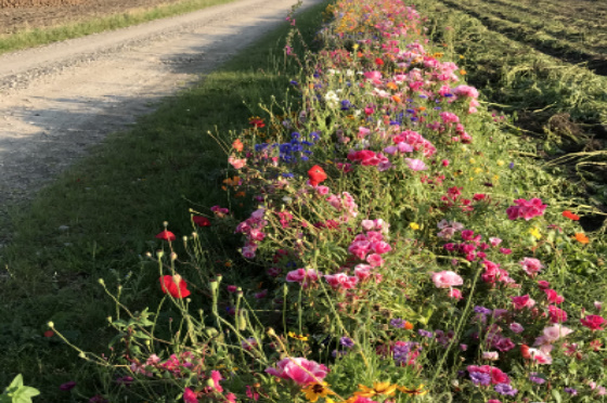 Blomsterstriber