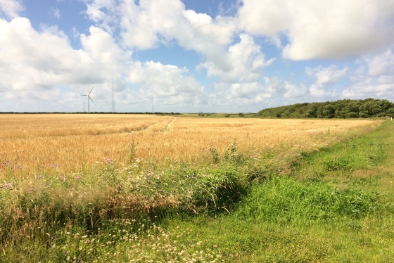 Områdets natur