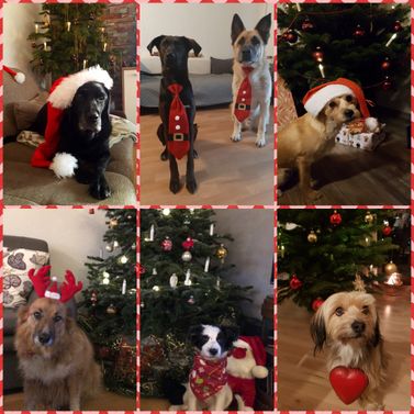 Frohes Weihnacht