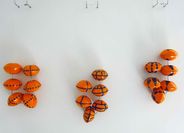 Orange Regalia 