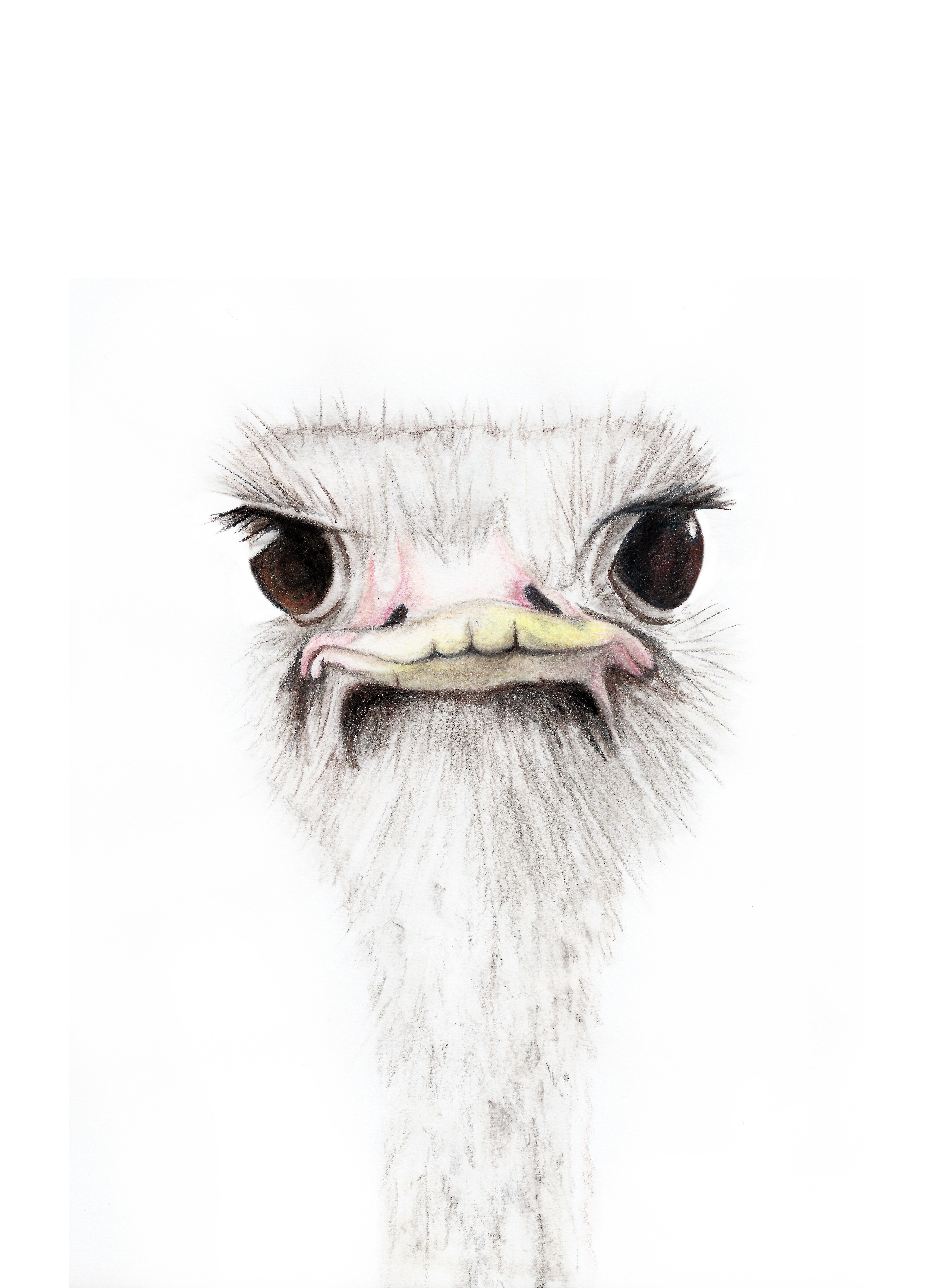 Struis