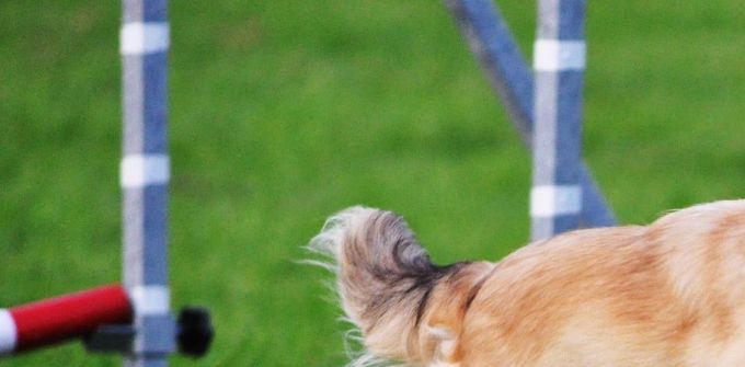 Sandie började tävla i agility 20 oktober 2007 och 11 juli 2009 tog hon sin första pinne i både hopp och agility klass I. Hon var då den första chihuahua i Sverige att ta en pinne. 

I augusti 2009 tog hon sin tredje pinne i agility klass I och gick upp i klass II. I september 2010 tog hon sin första pinne i agility klass II och samma månad flyttades hon upp i klass II även i hopp efter sin tredje pinne där.

2014 tog Sandie sin tredje pinne i klass II agility och blev då första chihuahuan i Sverige att tävla i klass III.