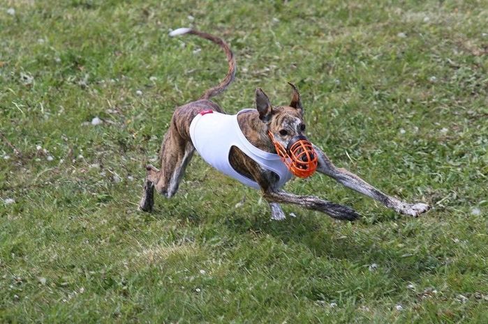Magh Itha`s Belinda Lure Coursing
She has Lure Corsing license, and has achieved great results