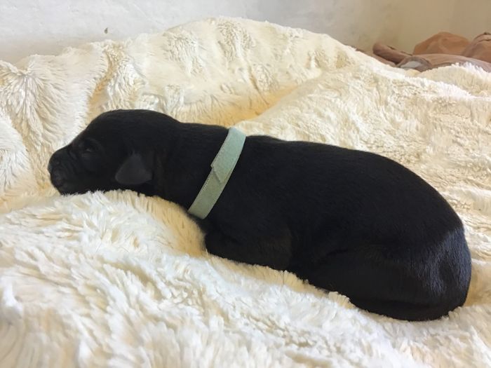 Advik Algott 
2 days
Black male