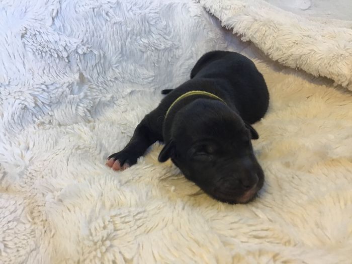 Alva Alfsol
2 days
Dark brindle girl