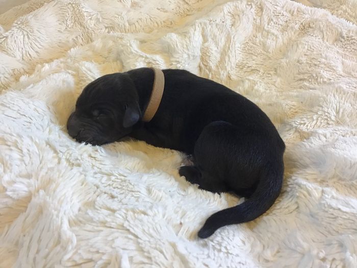 Alvar Richardt
2 days
Black male
