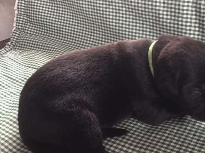 Amel Amarok 2 weeks