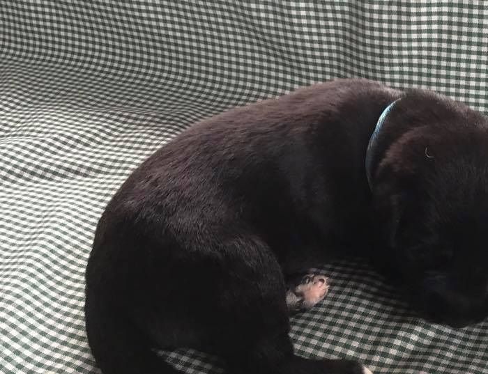 Advik Algott 2 weeks