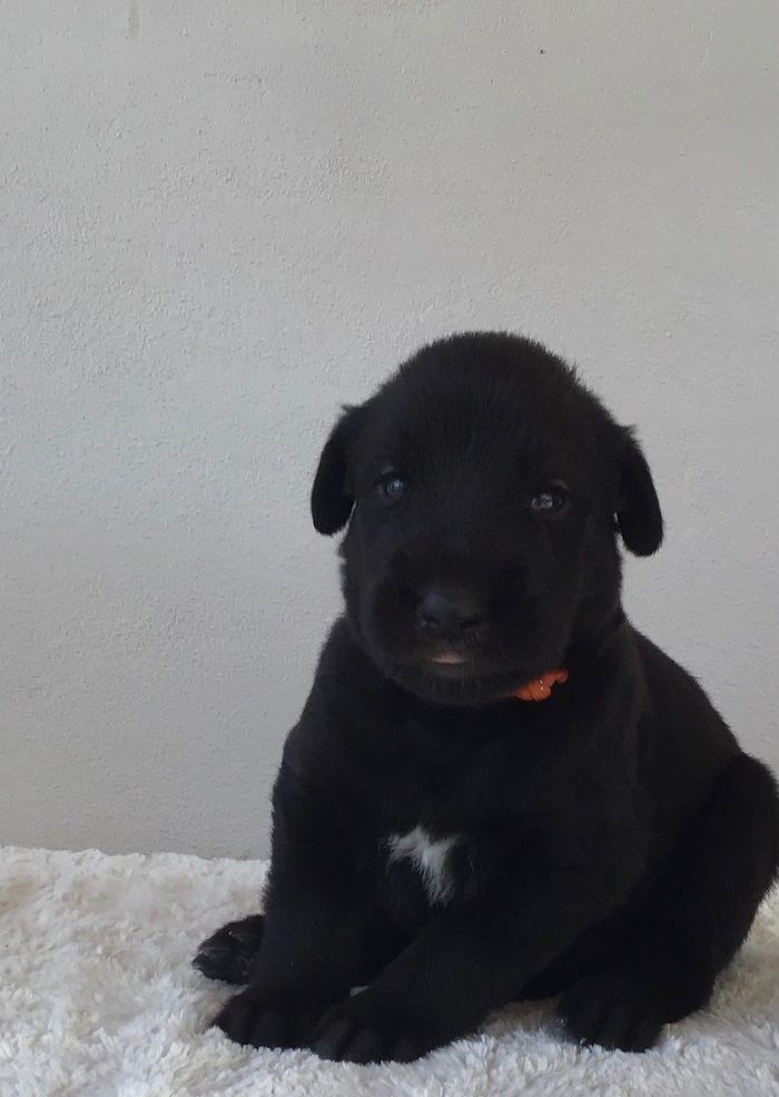Atlas Arn 3 weeks
