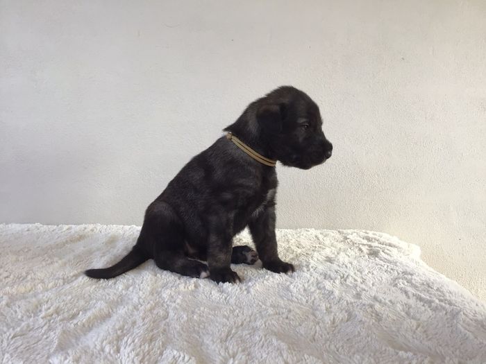 Albin Ulf 3 weeks