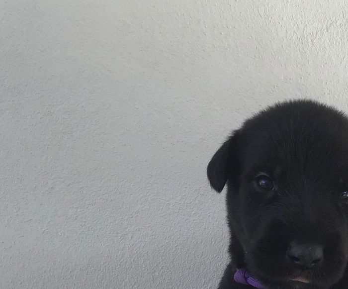 Alto Aiken 3 weeks