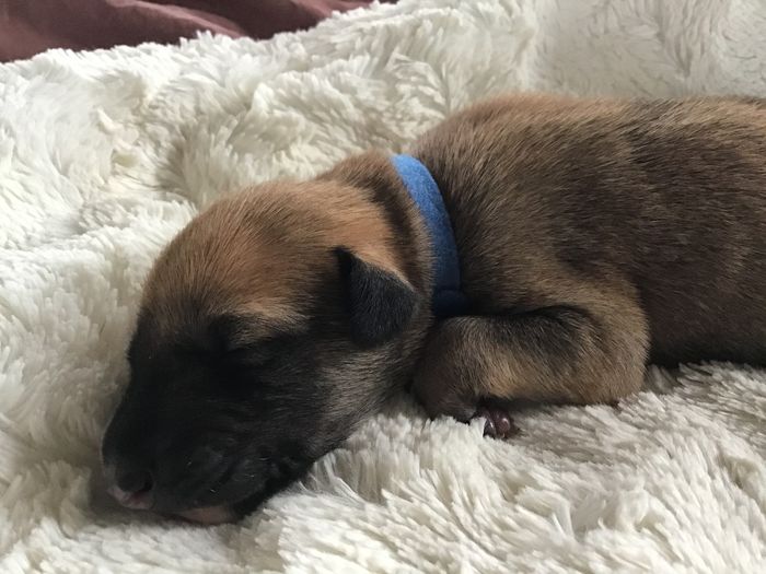 Francisco Goya 6 days old