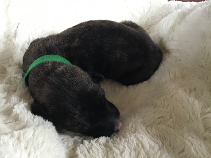 Jorge de Oteiza, 6 days,  brindle, shorthaired, male