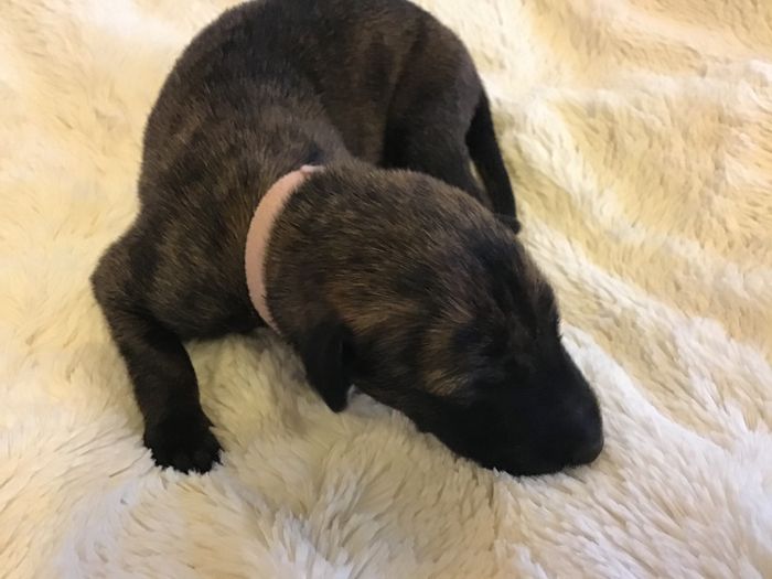 Maruja Mallo, 7 days, brindle, shorthaired, girl