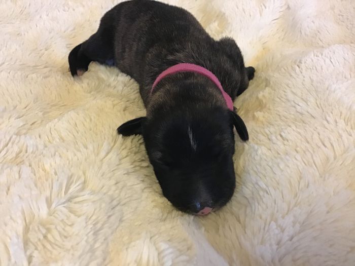 Puri Yanez, 7 days, brindle, shorthaired, girl