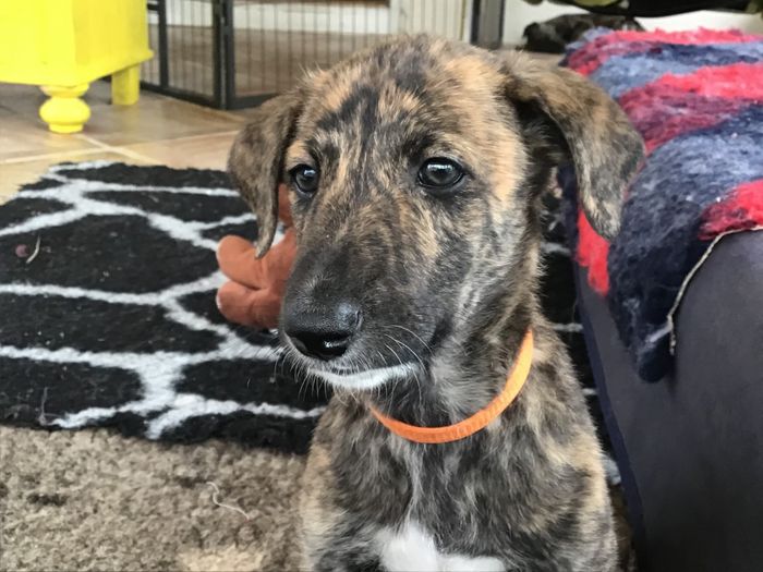 Barbara Huevo, 8 weeks