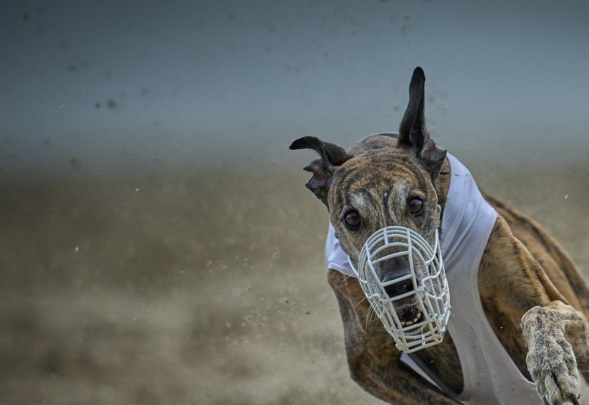 Rabilargo`s Eloy European Champion in Lure Coursing 2021