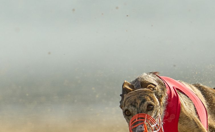 Caritas Palesio Ojoghina at the European Championship in Lure Coursing, at Ronostrand Netherlands October 2021
